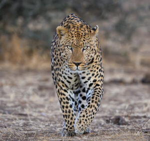 Image by Wim Vorster